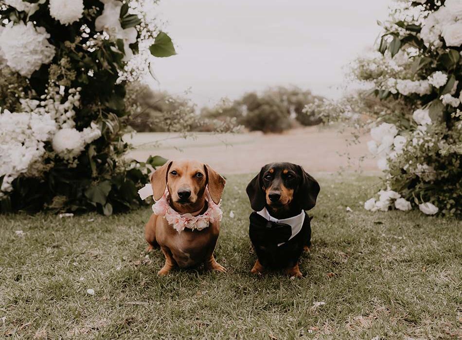 Dogs at wedding ceremony at Terindah Estate